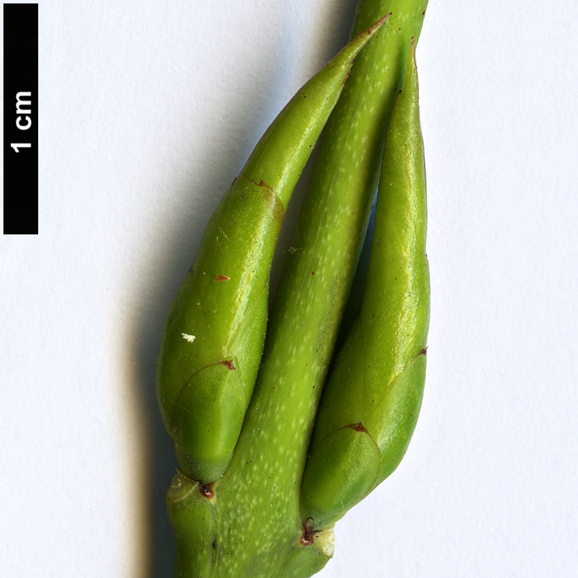High resolution image: Family: Celastraceae - Genus: Euonymus - Taxon: sachalinensis HORT